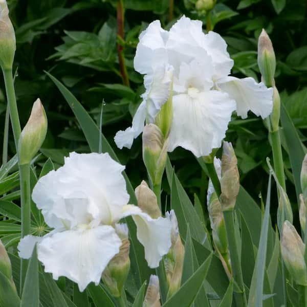 VAN ZYVERDEN Bearded Iris 4 in. Liners Immortality Starter Plants (Set of 3)