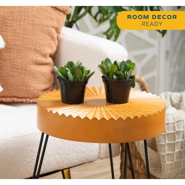 Jade Crassula Indoor Succulent Plants in 4 in. Grower Pot, Avg. Shipping Height 7 in. Tall (2-Pack)