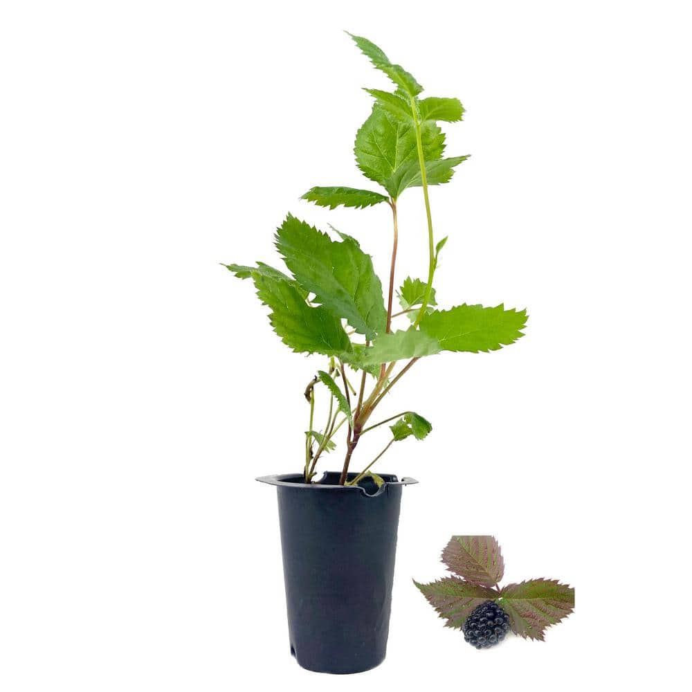 Wekiva Foliage Apache BlackBerry Plant Live Plant in a 2 in. Pot Rubus Fruit Trees for The
