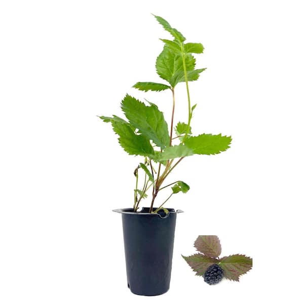 Wekiva Foliage Apache BlackBerry Plant - Live Plant in a 2 in. Pot - Rubus - Fruit Trees for The Patio and Garden