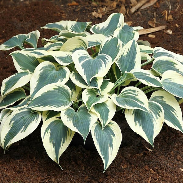 Hosta Firn Line (Set of 3 Roots)