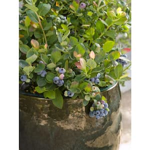 1 Gal. Bushel and Berry Pink Icing Blueberry Plant