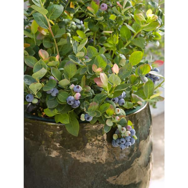 BUSHEL AND BERRY 2.5 Qt. Bushel and Berry Pink Icing Blueberry Live Plant  HD2040 - The Home Depot