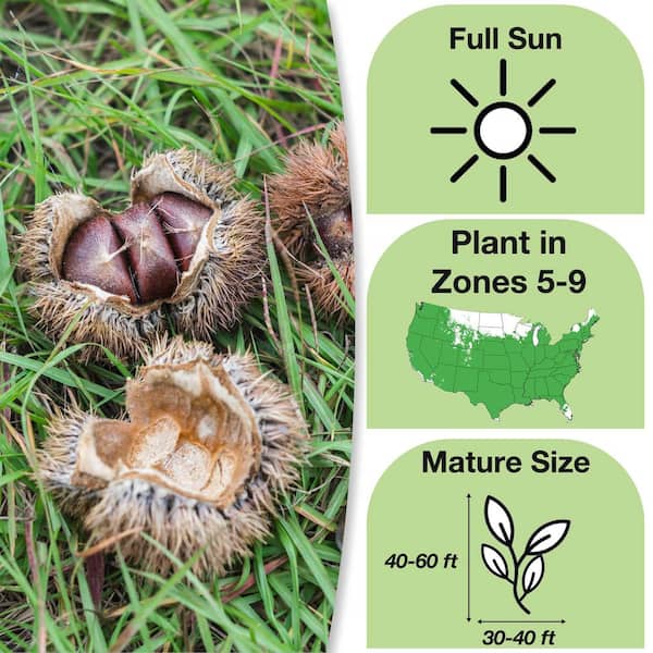 4-5 ft. Tall American Hybrid Chestnut Tree (2-Pack)