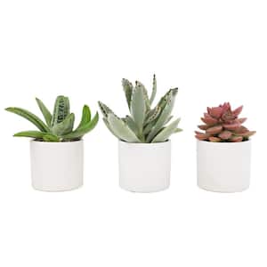 2.5 in. Assorted Succulent 3-Pack in White Glazed Clay Pot