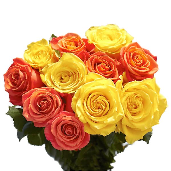 Globalrose 50 Stems of Roses 25 Yellow and 25 Orange