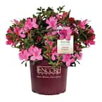 5 Gal. Autumn Sangria Shrub with Large Vibrant Neon Pink Flowers and Rich Green Foliage