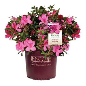 1 Gal. Autumn Sangria Shrub with Pink Flowers