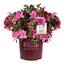 https://images.thdstatic.com/productImages/9878e65f-f3e7-4acb-bbf2-fbcce30045bd/svn/encore-azalea-shrubs-hedges-14792-64_65.jpg