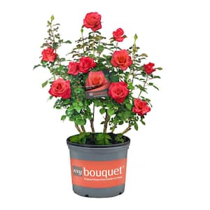2 Gal. Ring of Fire Rose with Coral-Orange Flowers