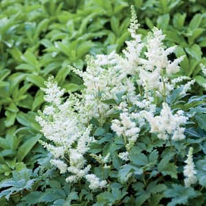 2 QT Astilbe False Spirea 'Younique White' White Perennial Plant