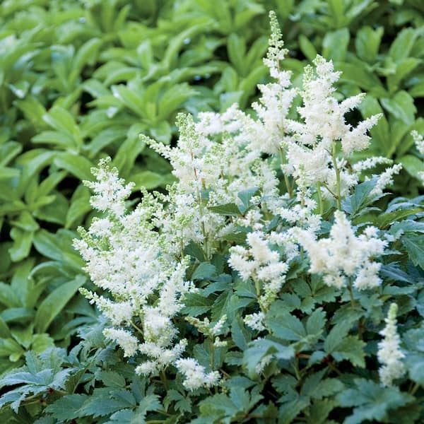 Vigoro 2 QT Astilbe False Spirea 'Younique White' White Perennial Plant
