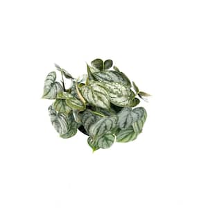 6 in. Philodendron Brandtianum Plant in Grower Pot