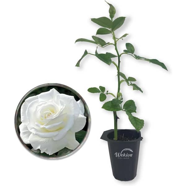 JFK Rose Bush-Live Starter Plant in a 2 in. Growers Pot-Beautifully Fragrant Hybrid Tea Rose