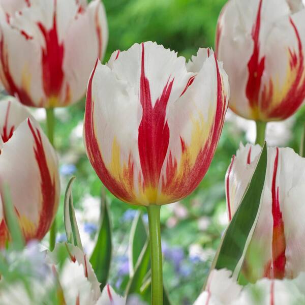 Garden State Bulb 12/+ cm, Happy Generation Triumph Tulip Flower Bulbs (Bag of 100)