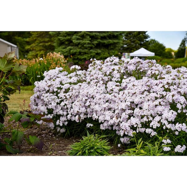 BELL NURSERY 3 Gal. Pink-A-Dot Phlox Live Perennial Plant (1-Pack)
