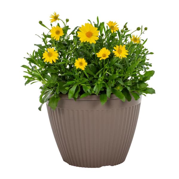 Vigoro 2 QT Osteospermum African Daisy 'Voltage Yellow' Yellow