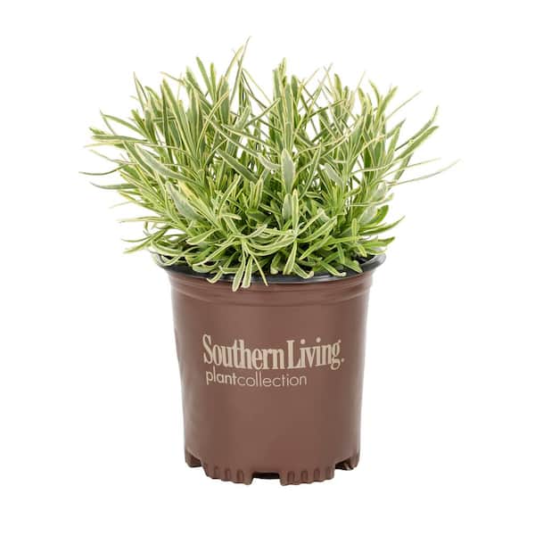 Southern Living 2.5 QT. Southern Living Lavender Platinum Blonde Perennial Plant with White Blooms