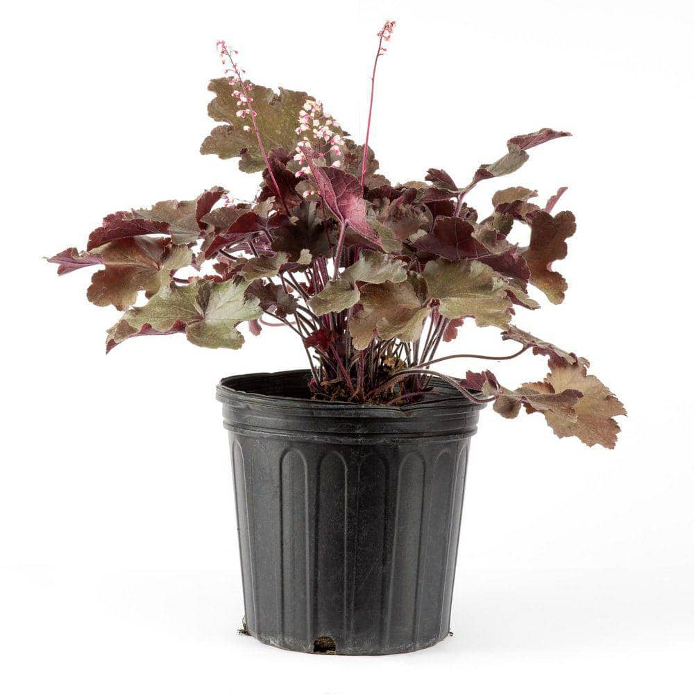 2 Gal Carmencita Coral Bells Heuchera Live Perennial Plant Pink   Perennials Dgprh134 64 1000 