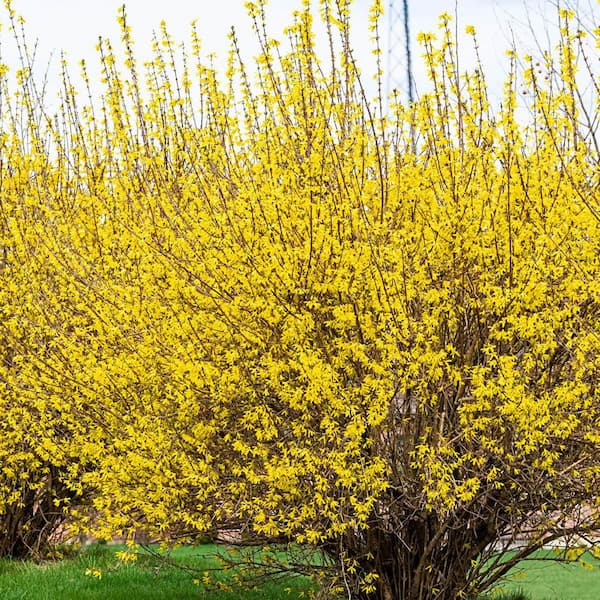 DIRECT GARDENING Lynwood Gold Yellow Flowering Forsythia Dormant Bare Root Deciduous Shrub (1-Pack)