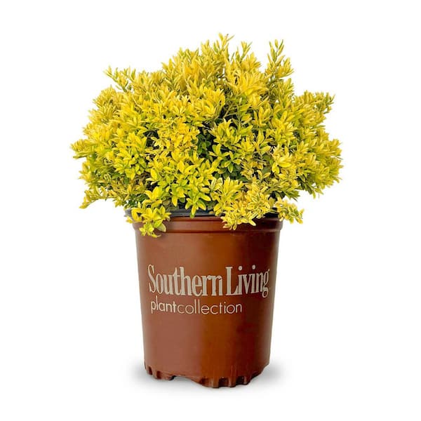 1.5 Gal. Touch of Gold Holly (Ilex Crenata) Evergreen Shrub with Bright Golden Yellow Foliage