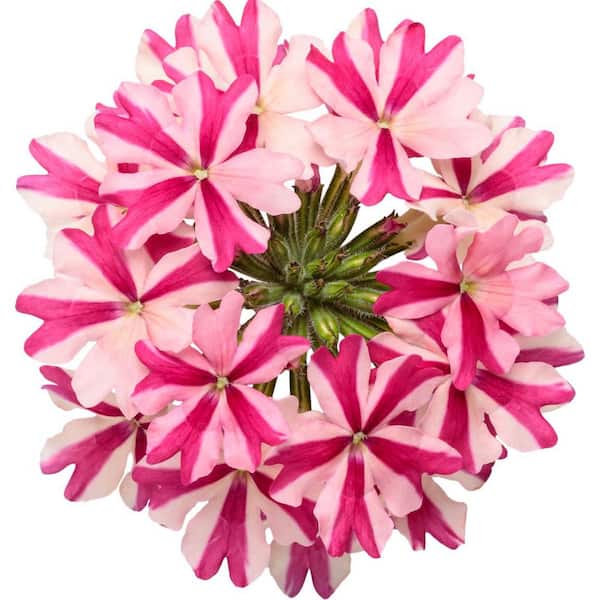 Proven Winners 4.25 in. Eco+ Grande Superbena Cherryburst (Verbena