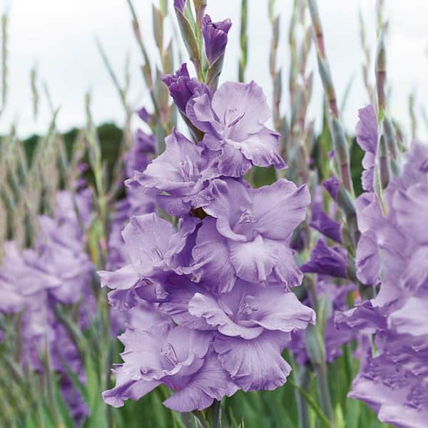 Garden State Bulb 12 cm/14 cm, Purple Milka Gladiolus Flower Bulbs (Bag of 60)