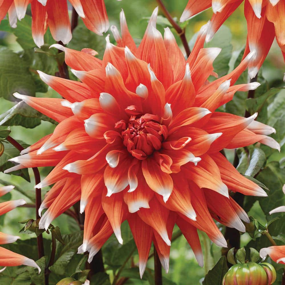 van-zyverden-flower-bulbs-