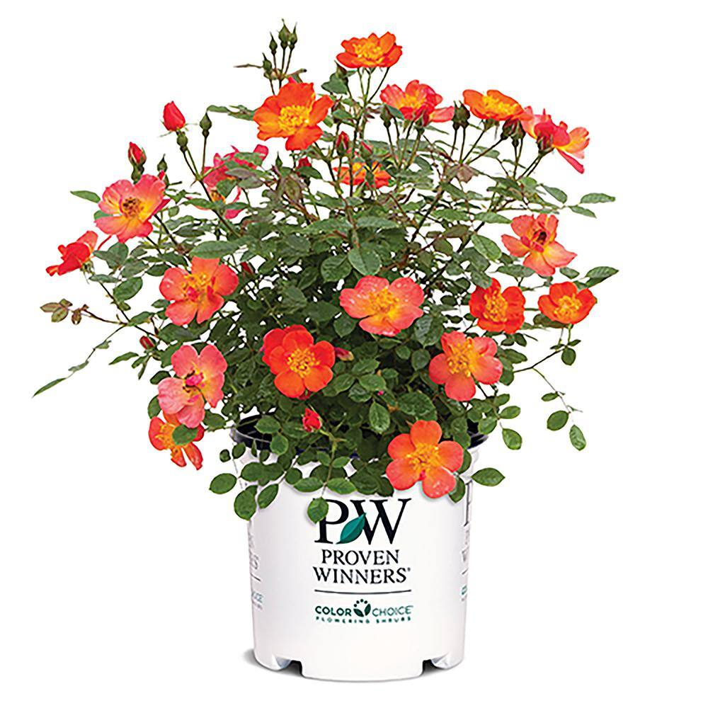 Proven Winners 5 Gal. Oso Easy Hot Paprika Rose Plant With Bold 