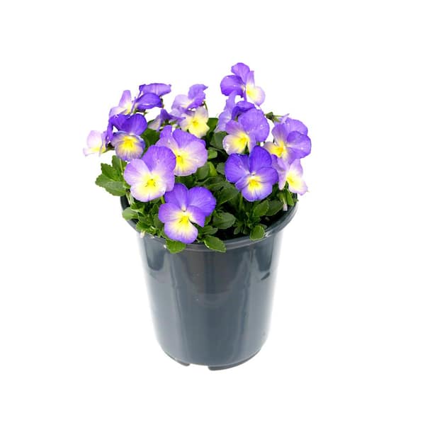 Unbranded Perennial Viola Starry Night 2.5 QT