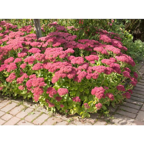 1 Gal. Autumn Joy Stonecrop Shrub With Large Fall-Blooming Pink Flowers