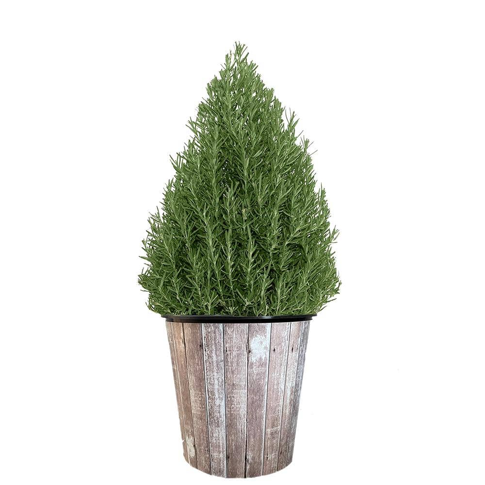 1 Gal. Rosemary Evergreen Holiday Plant in Decorative White Pot with Pale B