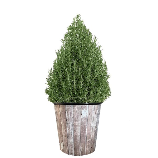 Unbranded 1 Gal. Rosemary Evergreen Holiday Plant in Decorative White Pot with Pale Blue to White Flowers