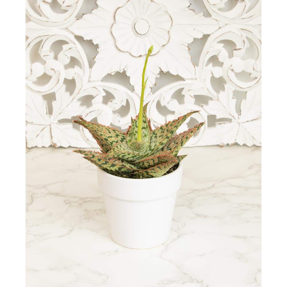 Star Aloe 3.5" Multicolor Plastic Planter Cactus