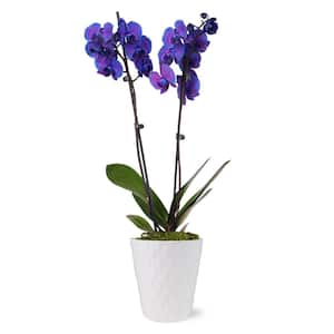 Premium Purple Watercolor Orchid (Phalaenopsis) Plant in 5 in. White Ceramic Pottery