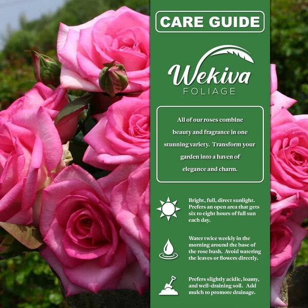Wekiva Foliage Beverly Rose Bush-2 Live Starter Plants in 2 Inch