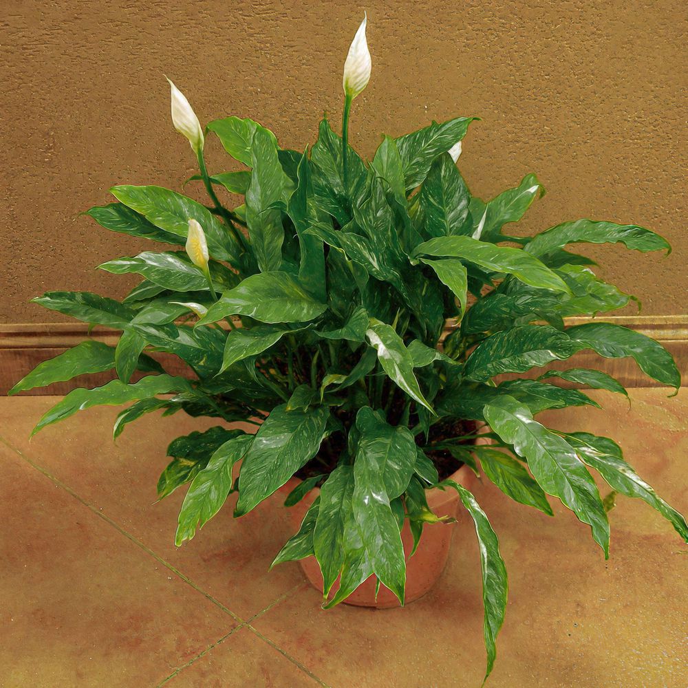 national PLANT NETWORK 4 in. Spathiphyllum Domino Variegated Peace