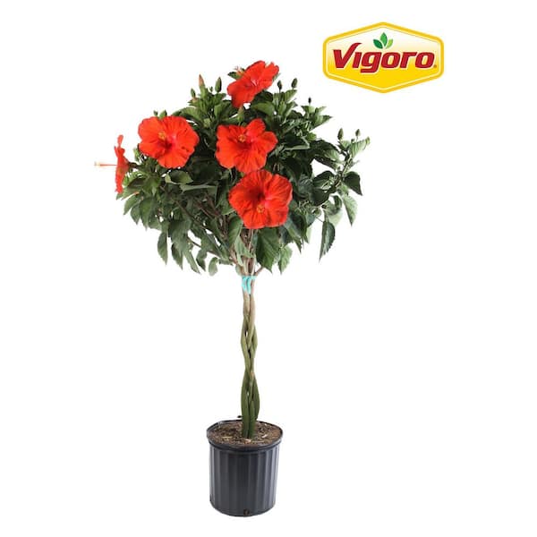 Vigoro Grower's Choice Braided Hibiscus Tropical Plant in 2 Gal. Grower Pot, Avg Shipping Height 3-4 ft. Tall