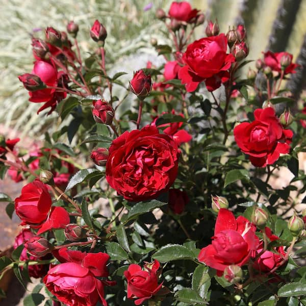 ALTMAN PLANTS HD 12 in. Planter True Bloom Red Rose True Love TM