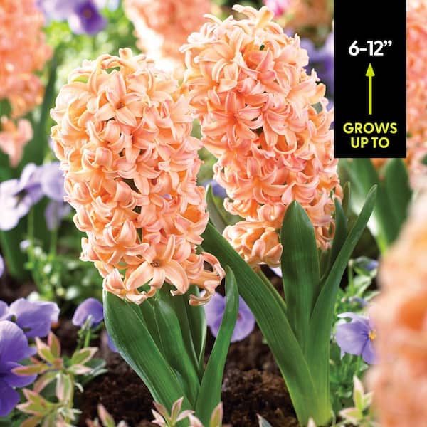 VAN ZYVERDEN Hyacinths Gipsy Queen Set of 10 Bulbs 87063 - The
