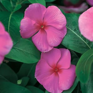 1.38 PT. Punch Periwinkle Annual Plant with Pink Flowers