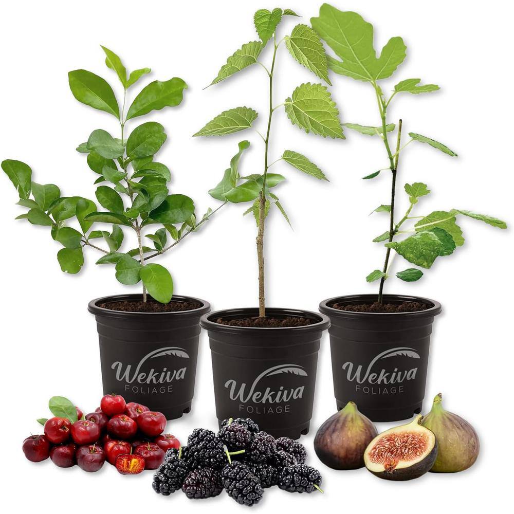 Fruit Fusion Trio-3 Live Plants in 4 Inch Pots-One Each of Barbados Cherry Tree, Mulberry Plant, and Fig Tree price history on PriceWatchPro