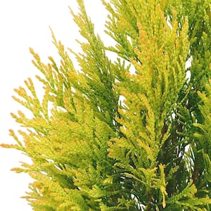 2 Gal. Forever Goldy Arborvitae Shrub