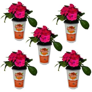 1 Qt. Rose Pink SunPatiens Impatiens Outdoor Annual Plant with Pink Flowers (5-Pack)