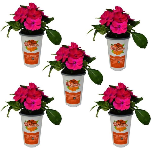 SunPatiens 1 Qt. Rose Pink SunPatiens Impatiens Outdoor Annual Plant ...