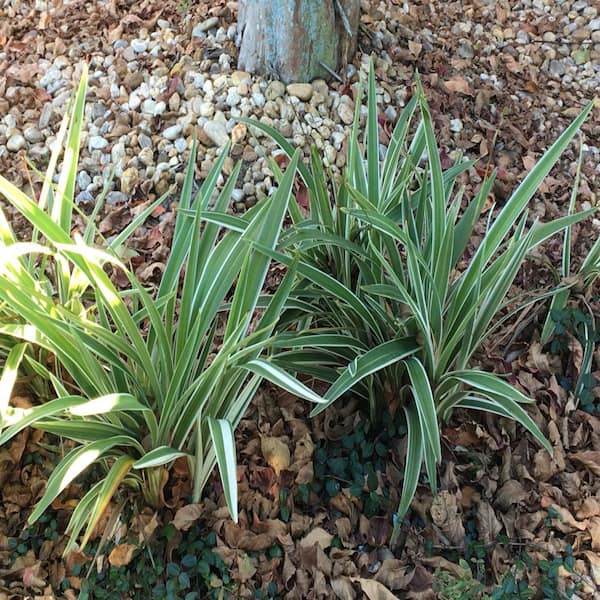 SMART PLANET 2.5 QT. Dianella Flax Lily Plant