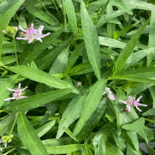 GIVHANDYS 4in Potted Monkey Flower Bog/Marginal Aquatic Pond Plant