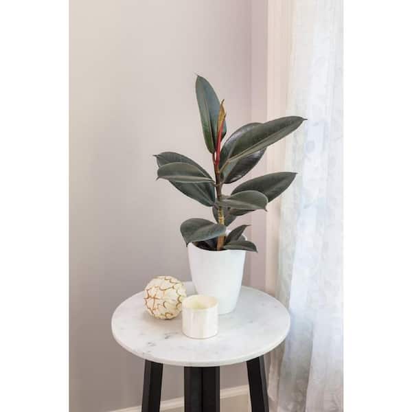 PROVEN WINNERS 5 in. Leafjoy Chroma Ficus Abidjan (Elastica) - Rubber Plant, Live Plant, Seagrass Container (1-Pack)