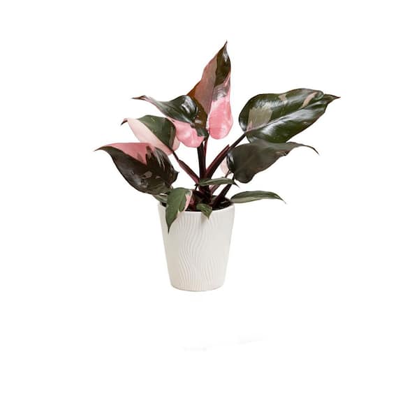 Philodendron Prismacolor Indoor Plant Pink Princess in 5 in. White Ceramic Container