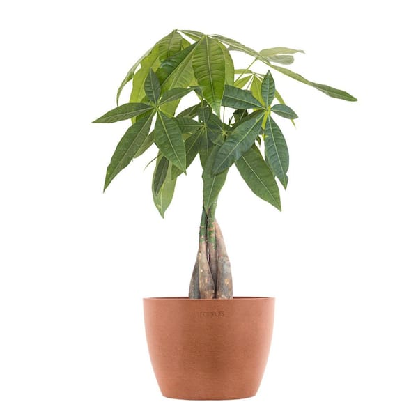 United Nursery Money Tree Live Pachira Aquatica in 6 inch Premium Sustainable Ecopots Terracotta Pot with Removeable Drainage Plug